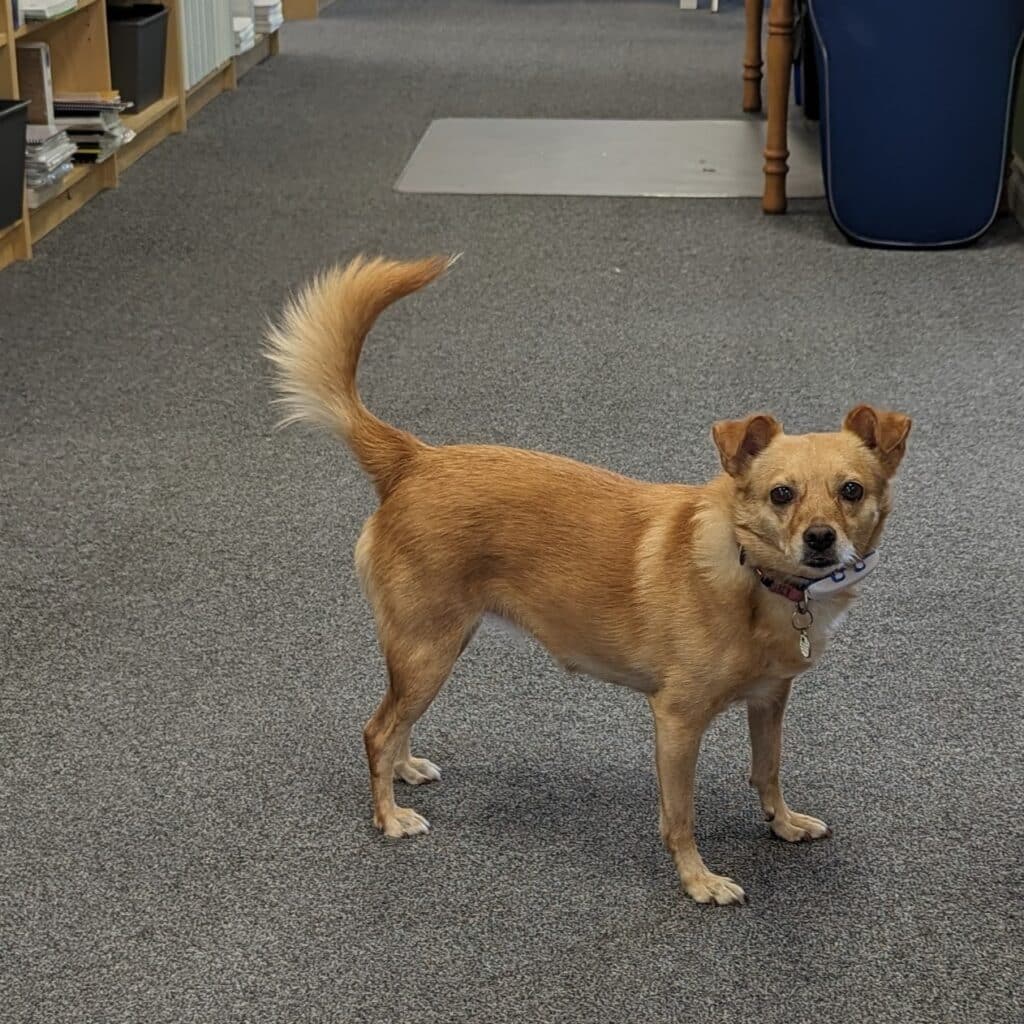 Office dogs